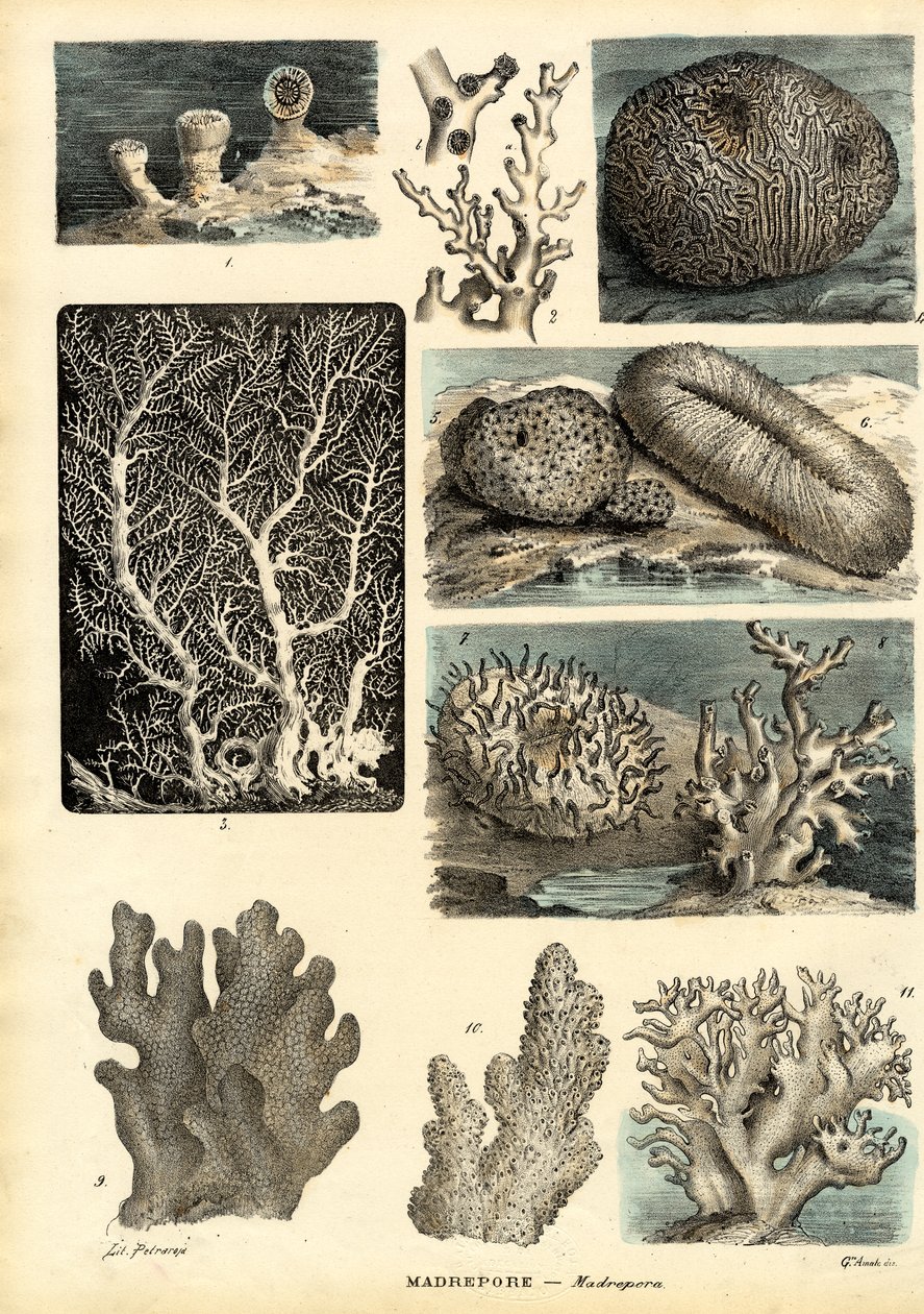珊瑚，1863-79 作者 雷蒙多·彼得罗亚