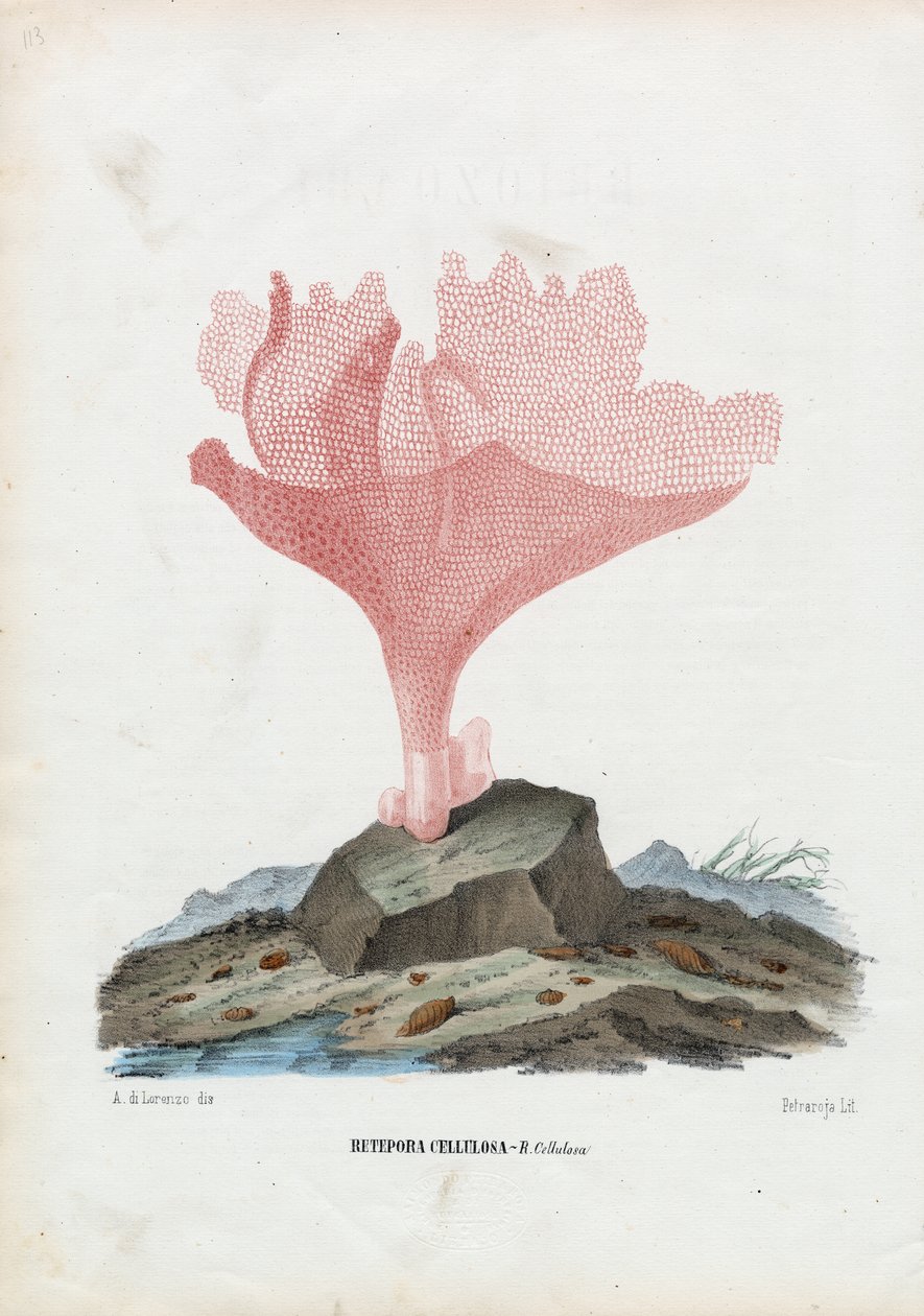 珊瑚，1863-79 作者 雷蒙多·彼得罗亚