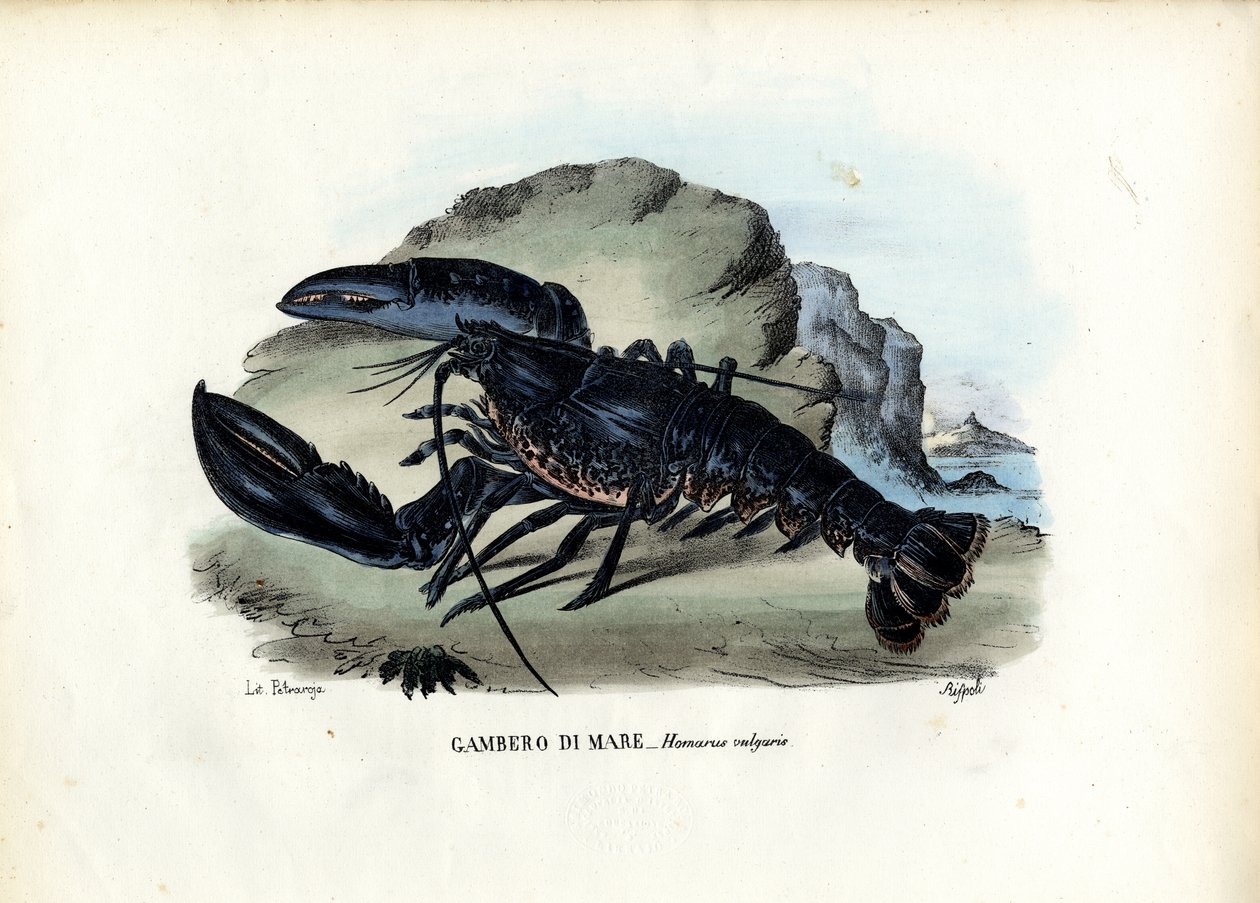 甲壳类动物，1863-79 作者 雷蒙多·彼得罗亚