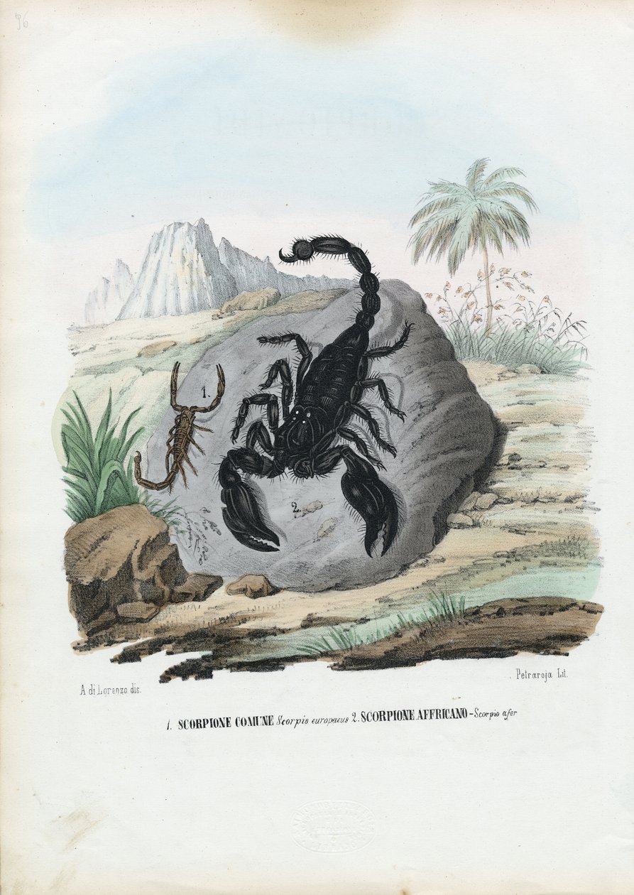 甲壳类动物，1863-79 作者 雷蒙多·彼得罗亚