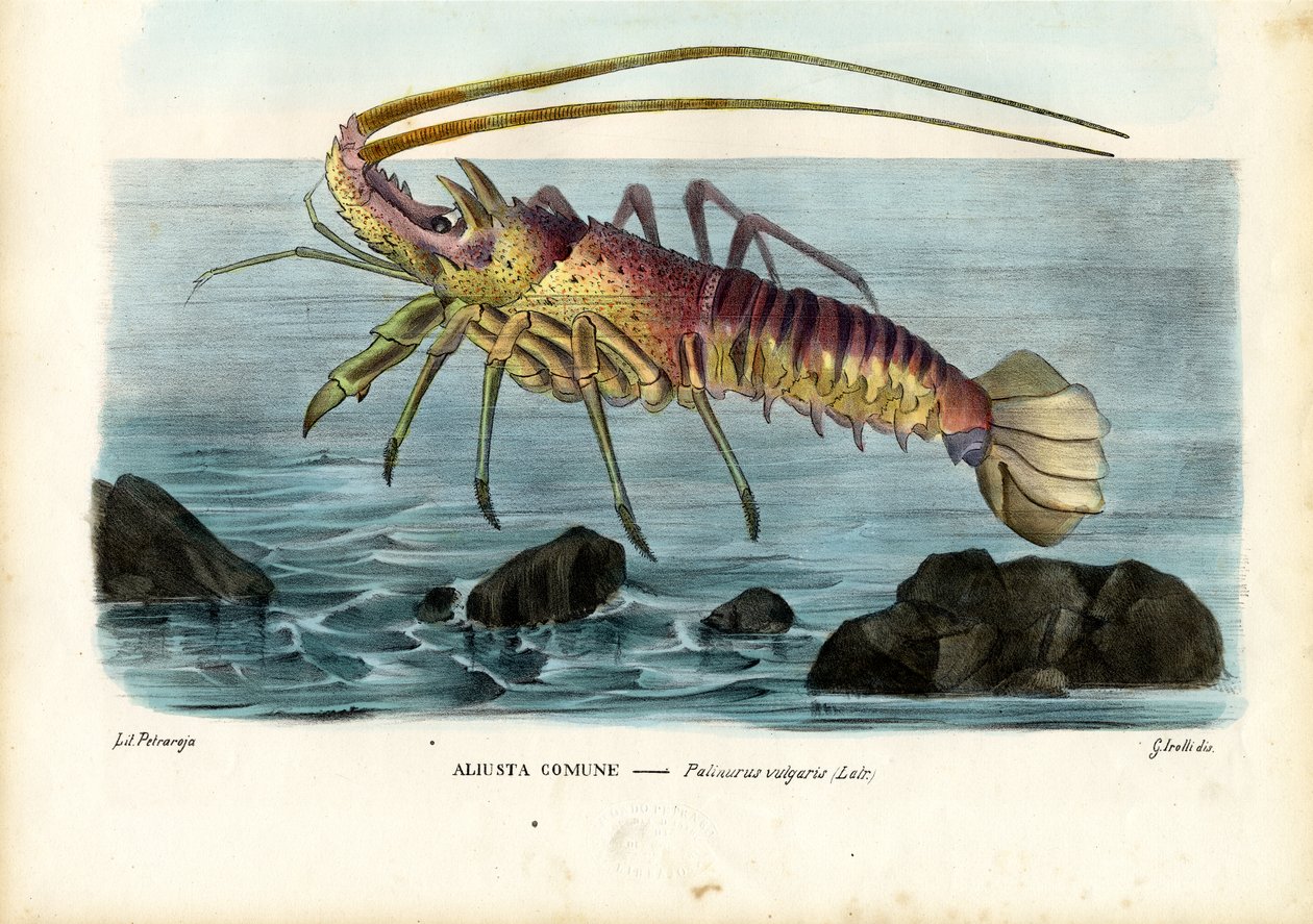 甲壳类动物，1863-79 作者 雷蒙多·彼得罗亚