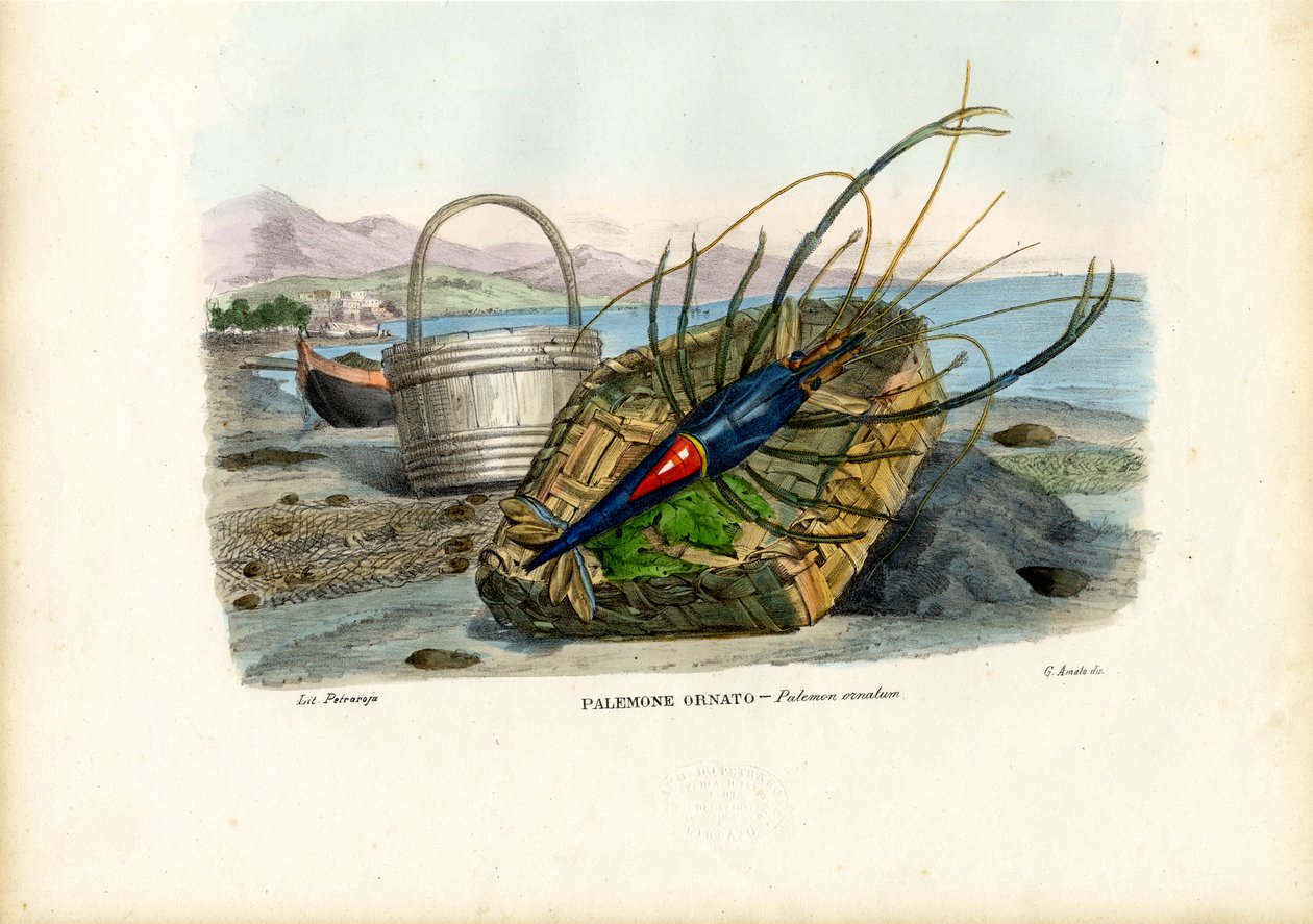 甲壳类动物，1863-79 作者 雷蒙多·彼得罗亚