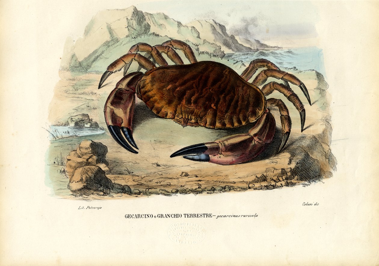 甲壳类动物，1863-79 作者 雷蒙多·彼得罗亚