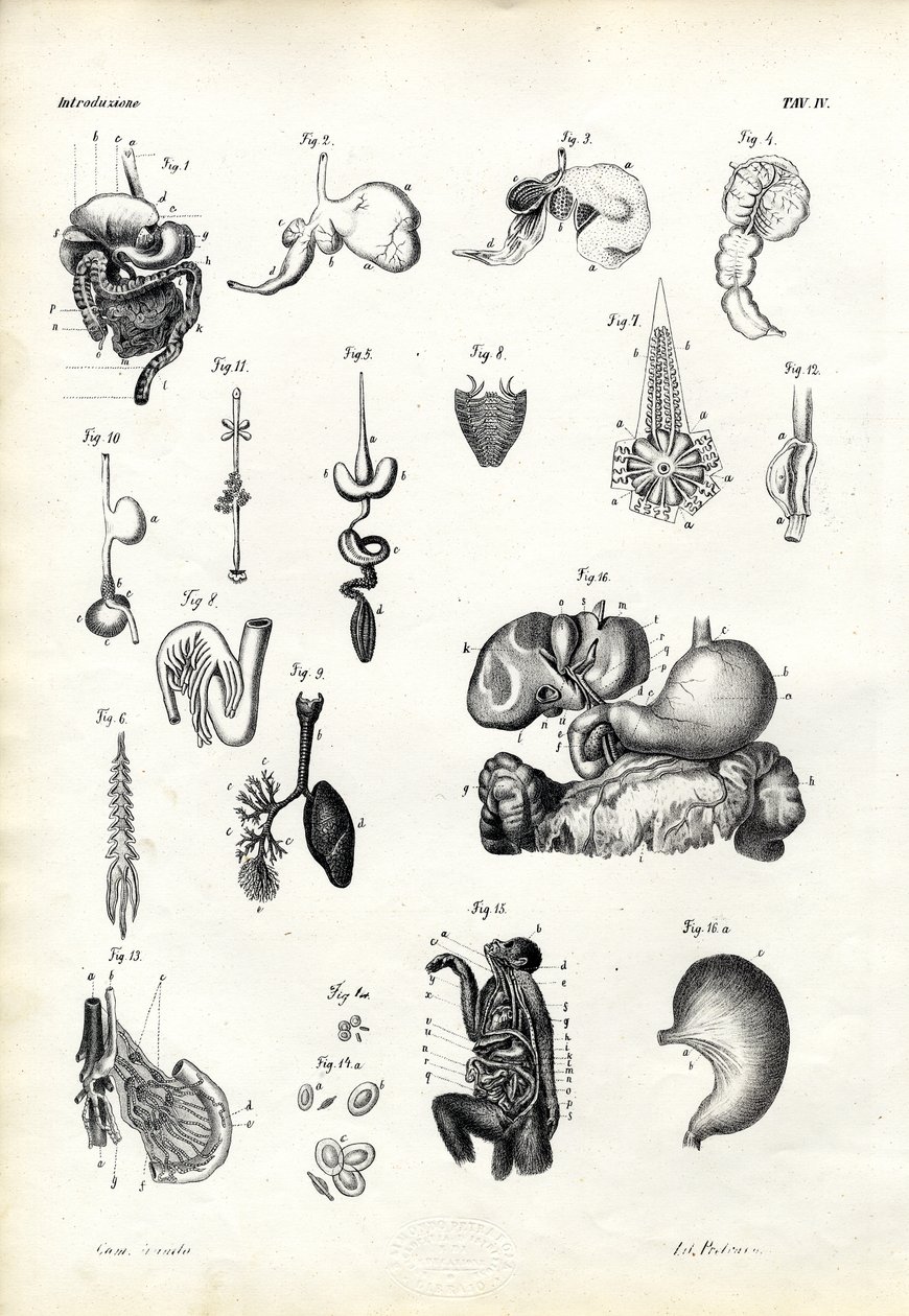 消化器官，1863-79 作者 雷蒙多·彼得罗亚
