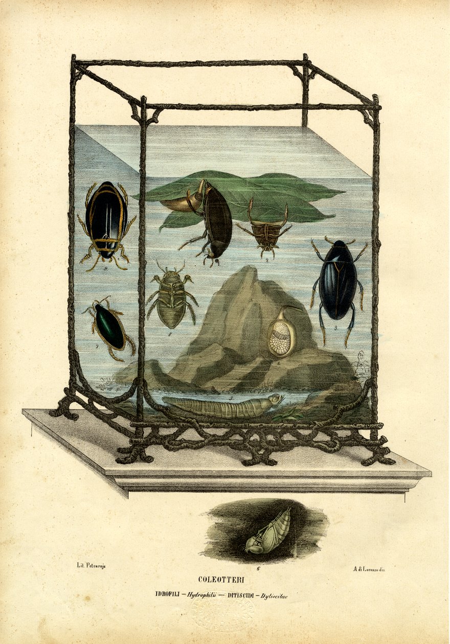 潜水与水甲虫，1863-79 作者 雷蒙多·彼得罗亚