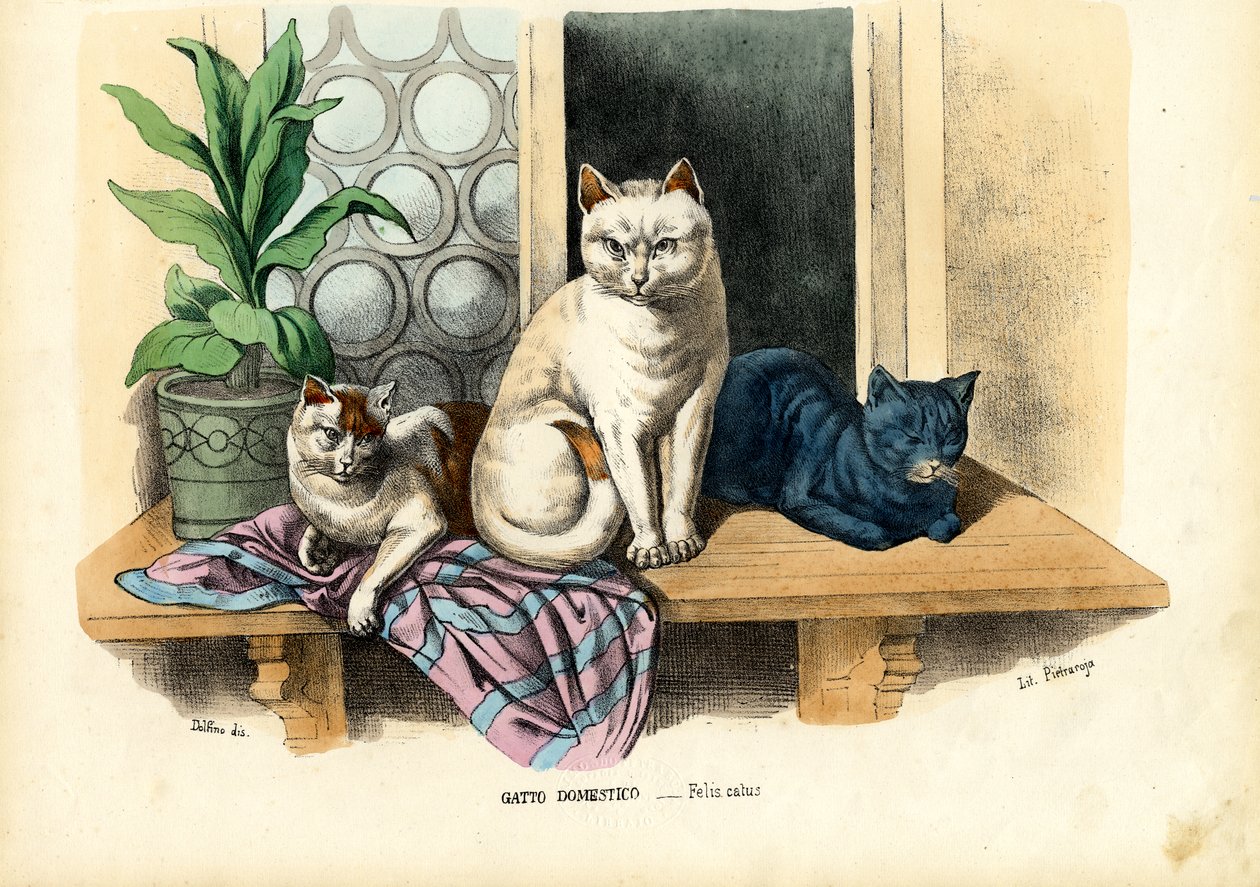 家猫，1863-79 作者 雷蒙多·彼得罗亚