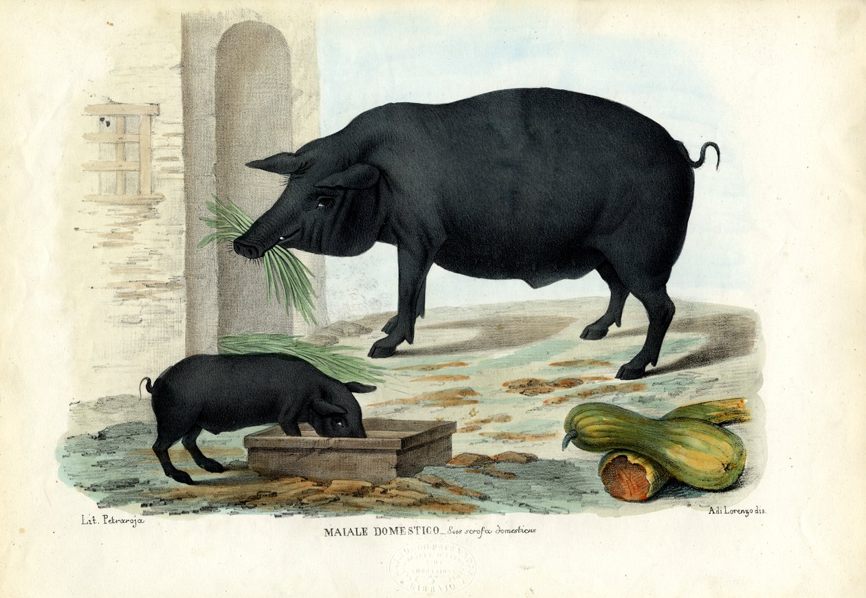 家猪，1863-79 作者 雷蒙多·彼得罗亚