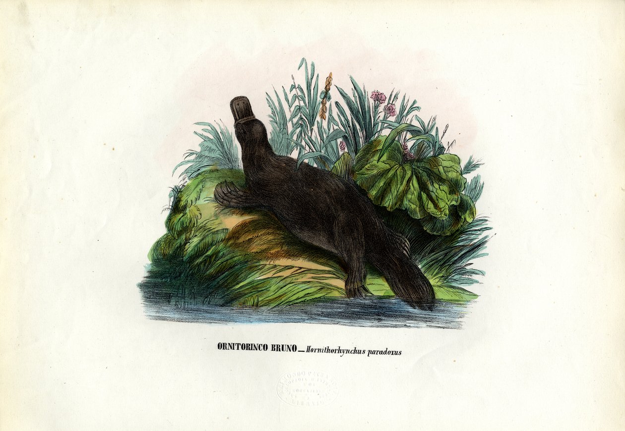 Duck-Billed Platypus，1863-79 作者 雷蒙多·彼得罗亚