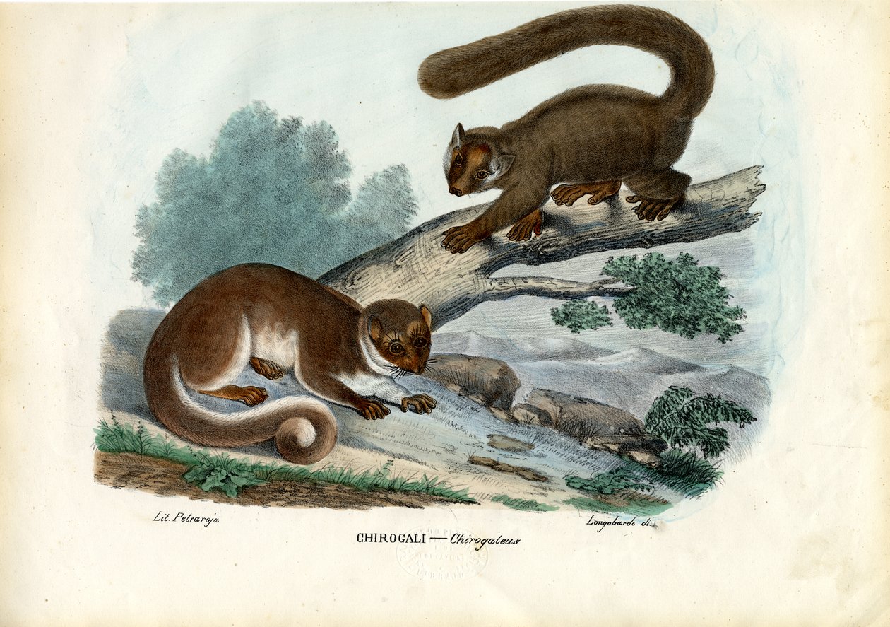矮人狐猴，1863-79 作者 雷蒙多·彼得罗亚