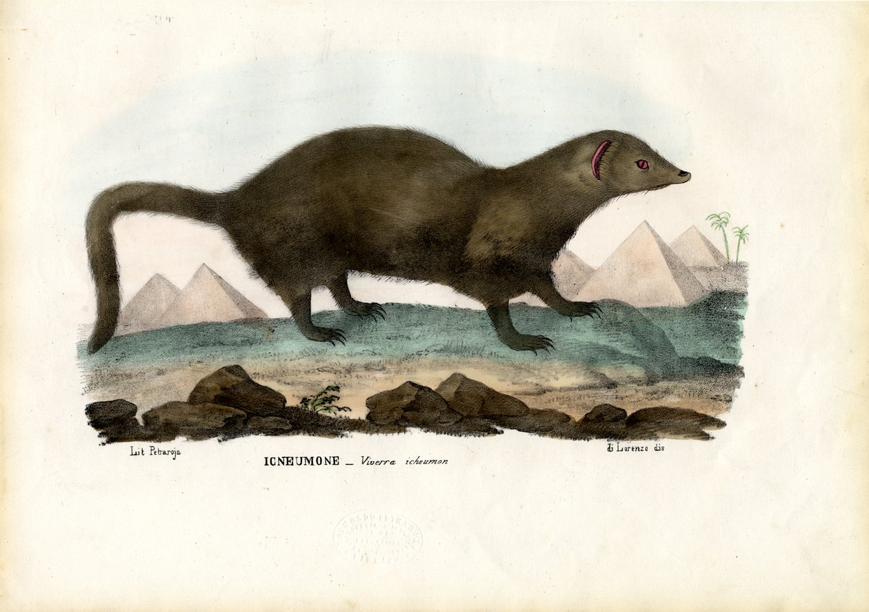 埃及猫鼬，1863-79 作者 雷蒙多·彼得罗亚