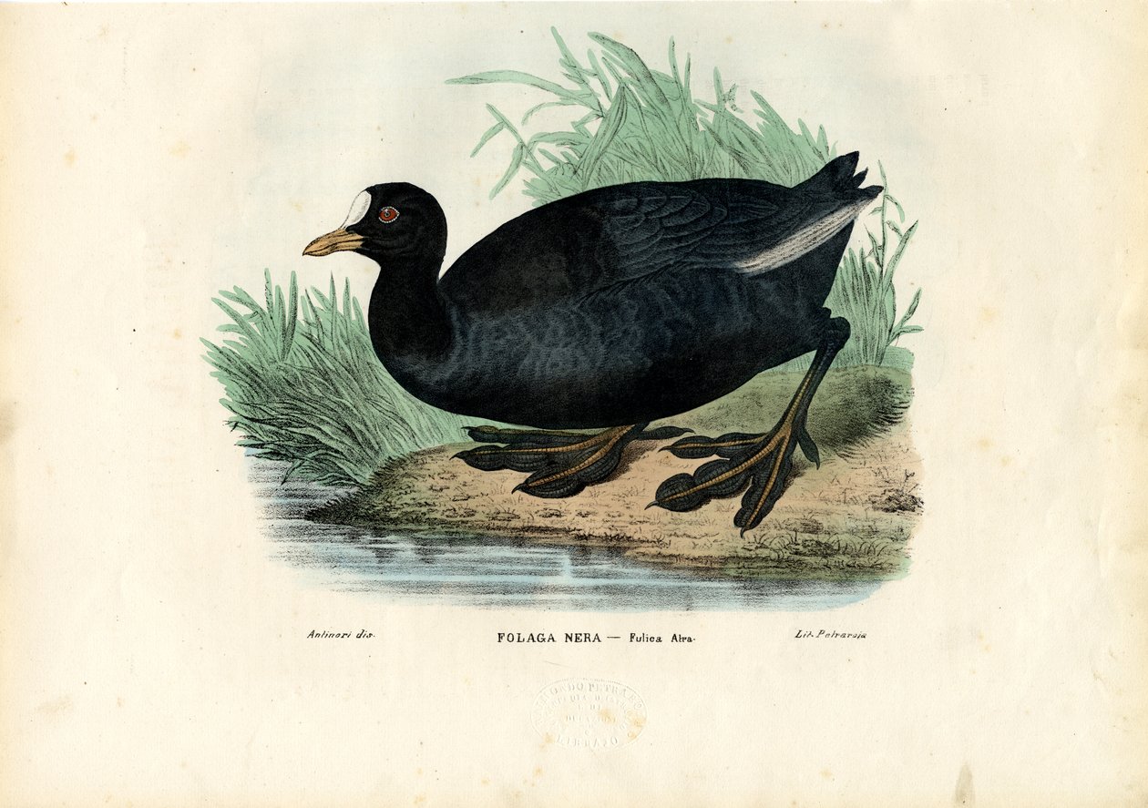 Eurasian Coot，1863-79 作者 雷蒙多·彼得罗亚