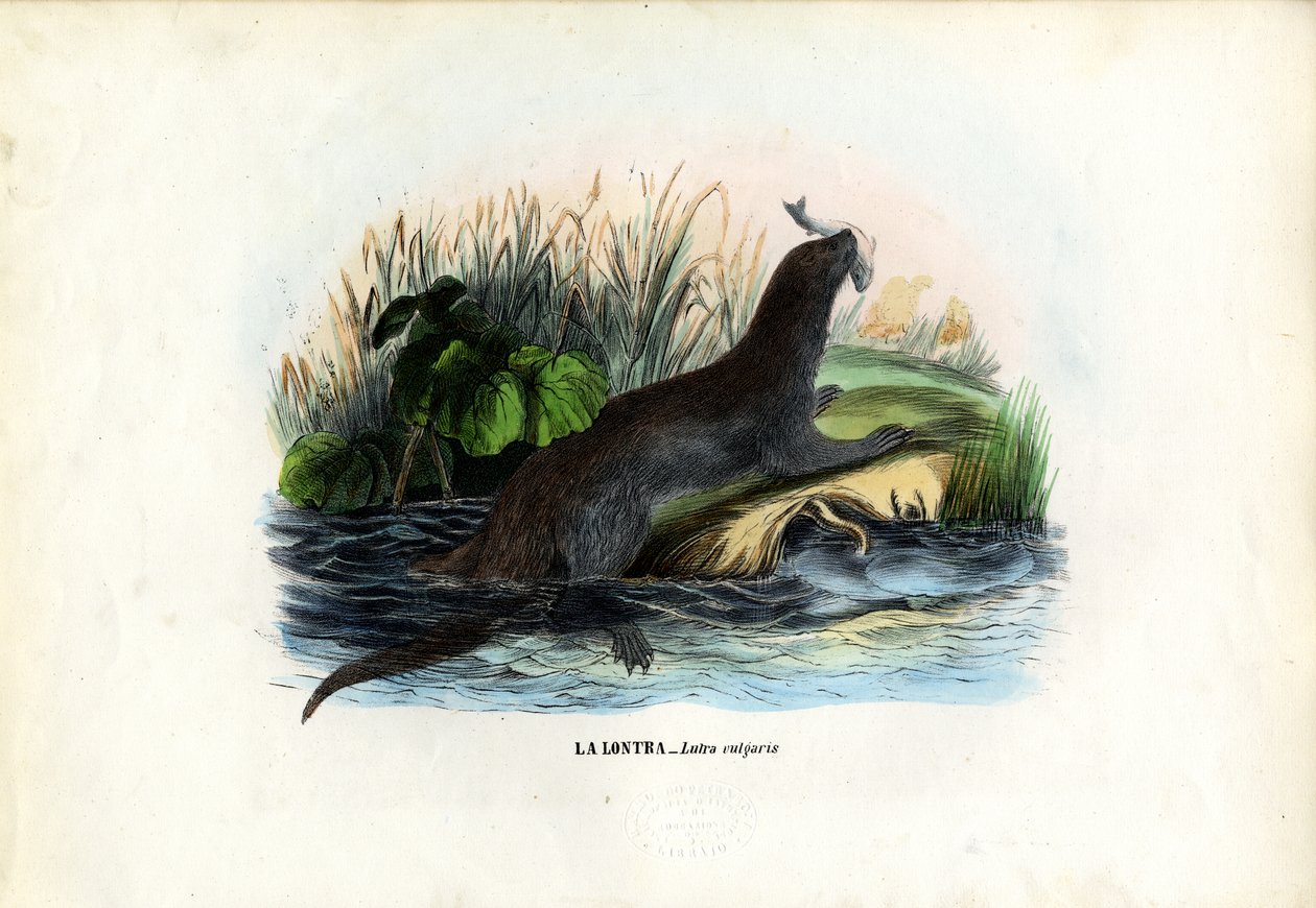 欧亚河水獭，1863-79 作者 雷蒙多·彼得罗亚