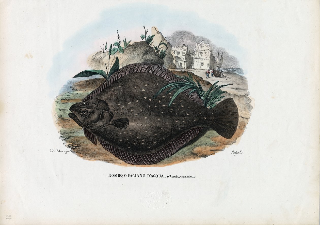 欧洲比目鱼，1863-79 作者 雷蒙多·彼得罗亚