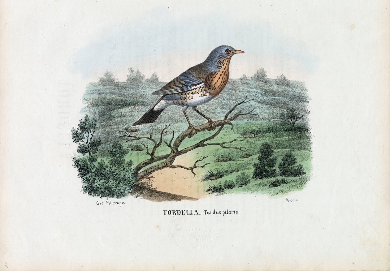 Fieldfare，1863-79 作者 雷蒙多·彼得罗亚