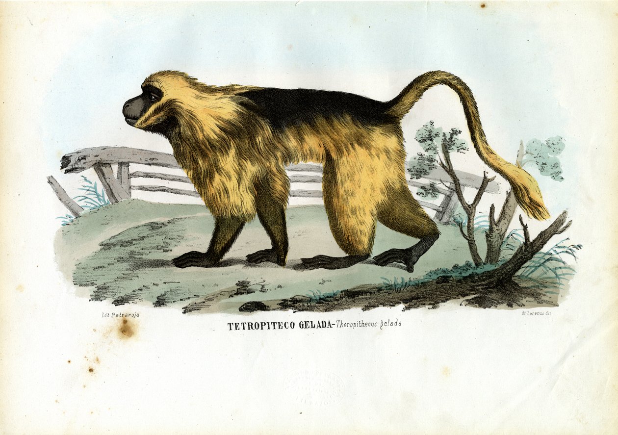 Gelada Baboon，1863-79 作者 雷蒙多·彼得罗亚