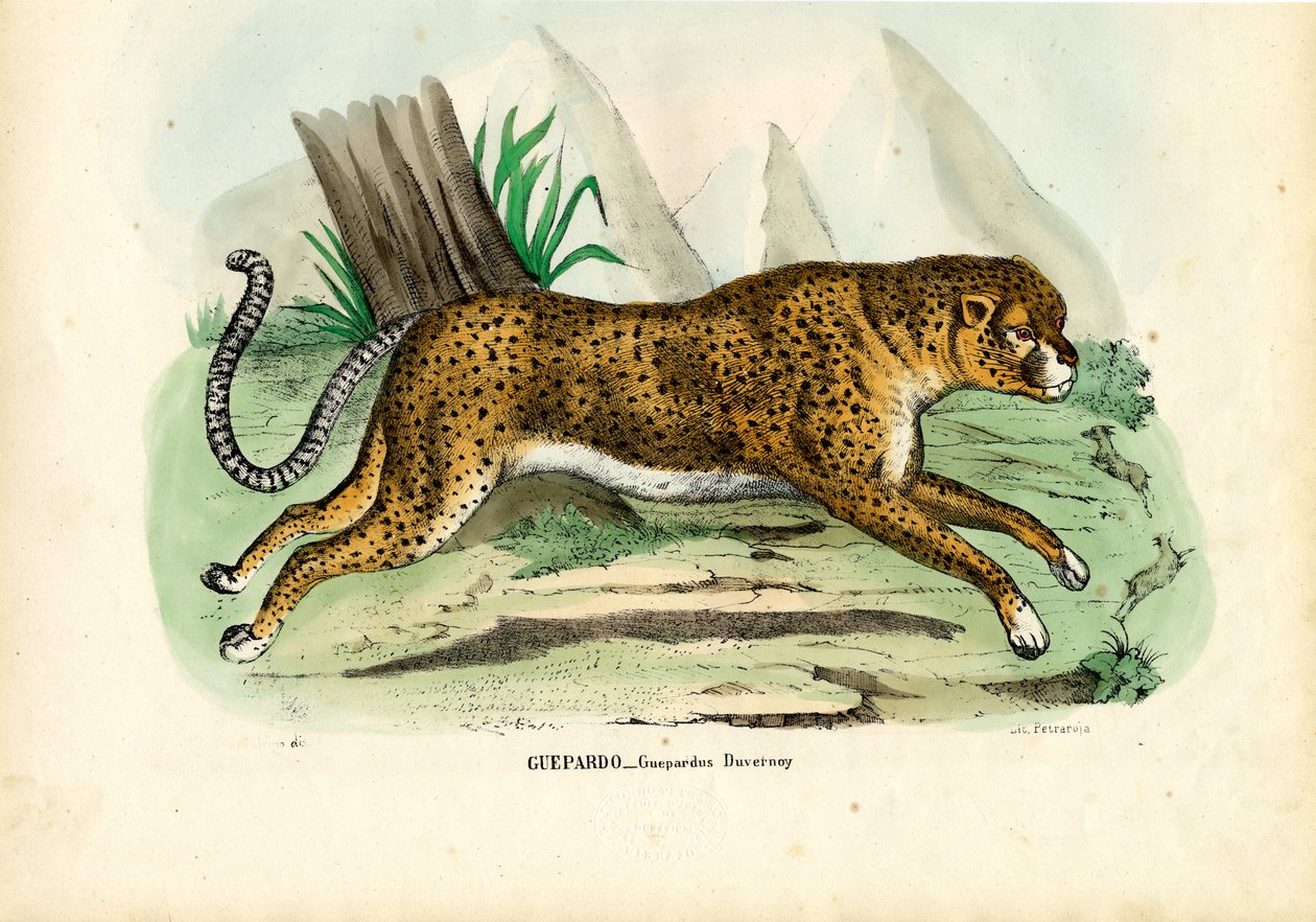 Gepard，1863-79 作者 雷蒙多·彼得罗亚