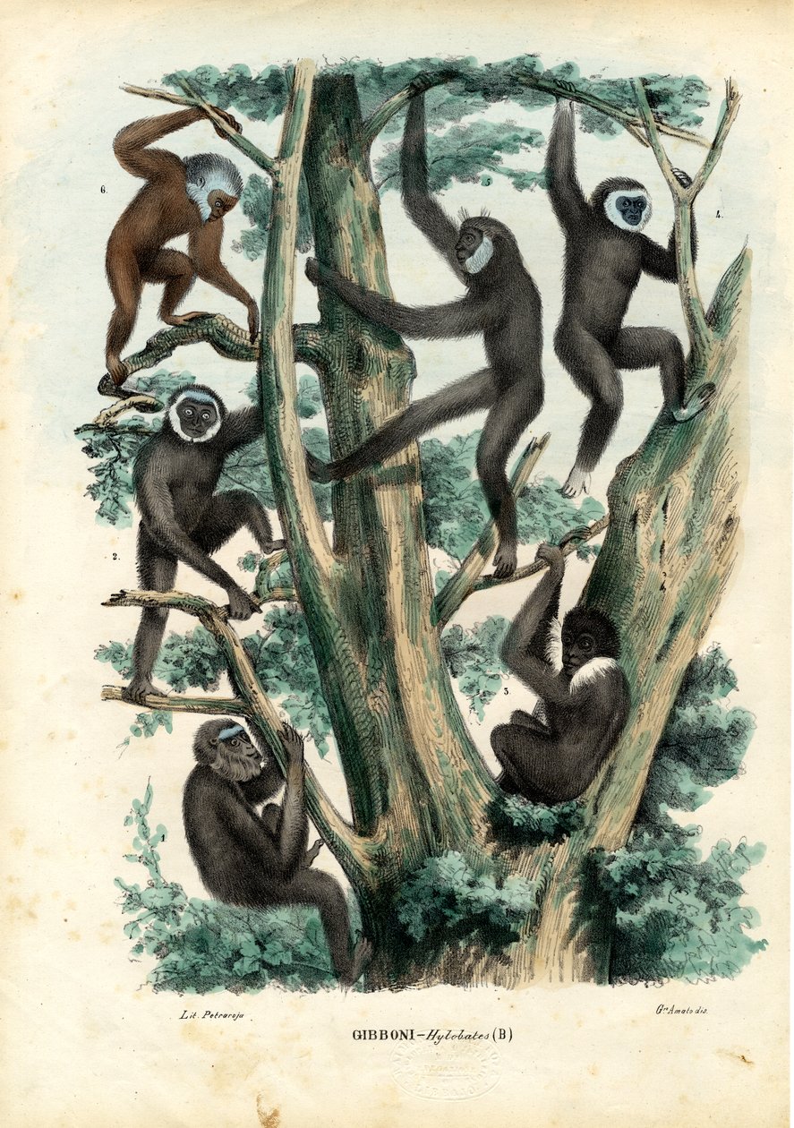 吉本斯，1863-79 作者 雷蒙多·彼得罗亚