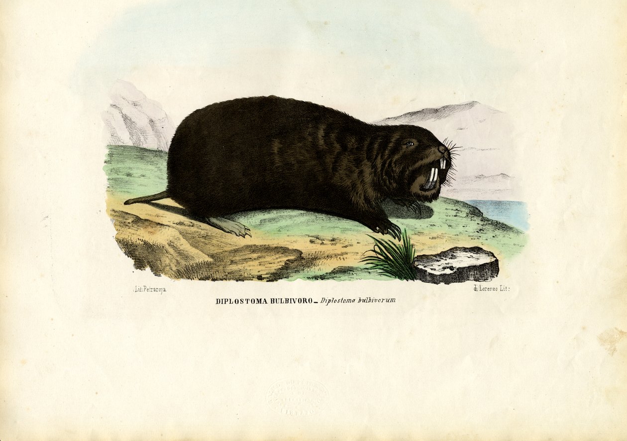 Gopher，1863-79 作者 雷蒙多·彼得罗亚