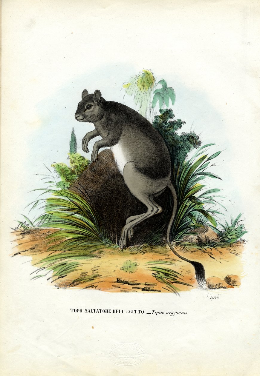 大埃及人Jerboa，1863-79 作者 雷蒙多·彼得罗亚