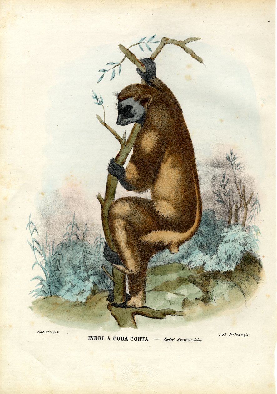 Indri，1863-79 作者 雷蒙多·彼得罗亚