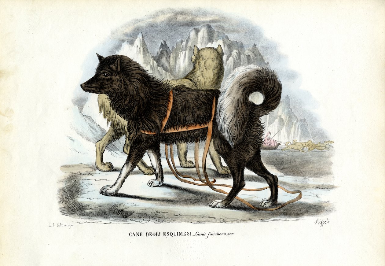 因纽特人雪橇犬，1863-79 作者 雷蒙多·彼得罗亚