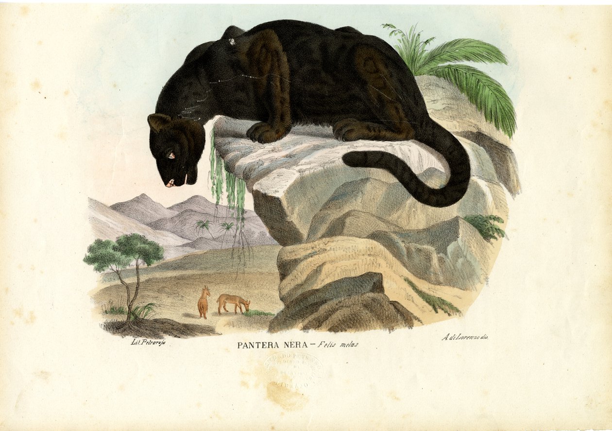 Javan Leopard，1863-79 作者 雷蒙多·彼得罗亚