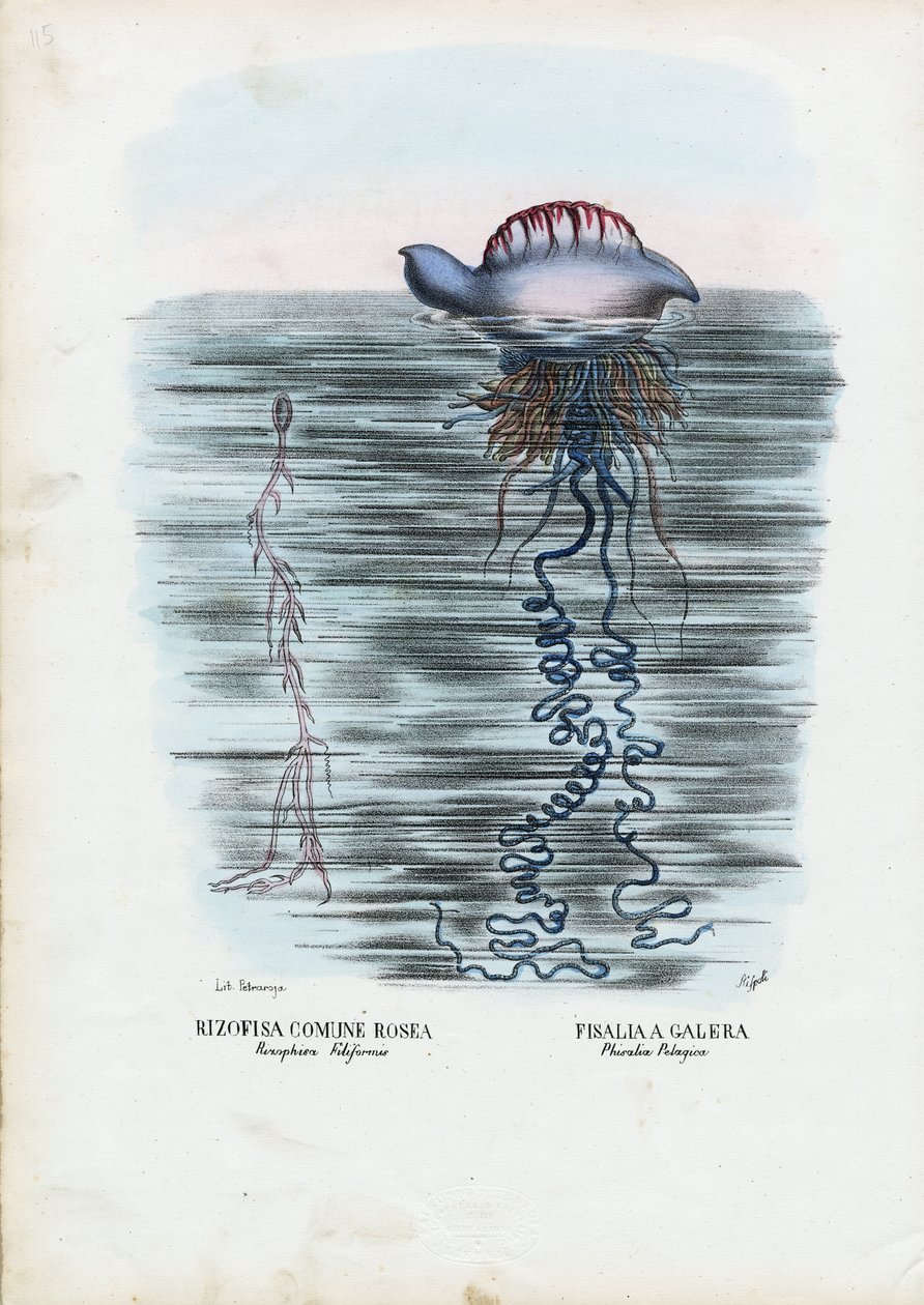 水母，1863-79 作者 雷蒙多·彼得罗亚