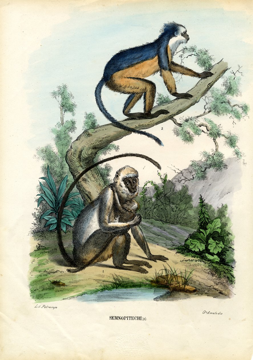 Langurs，1863-79 作者 雷蒙多·彼得罗亚
