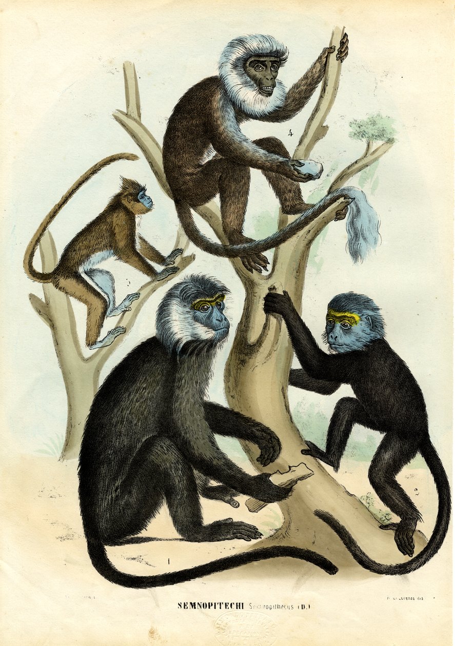 Langurs，1863-79 作者 雷蒙多·彼得罗亚