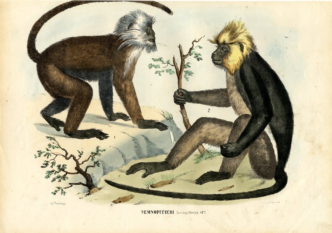 Langurs，1863-79 作者 雷蒙多·彼得罗亚