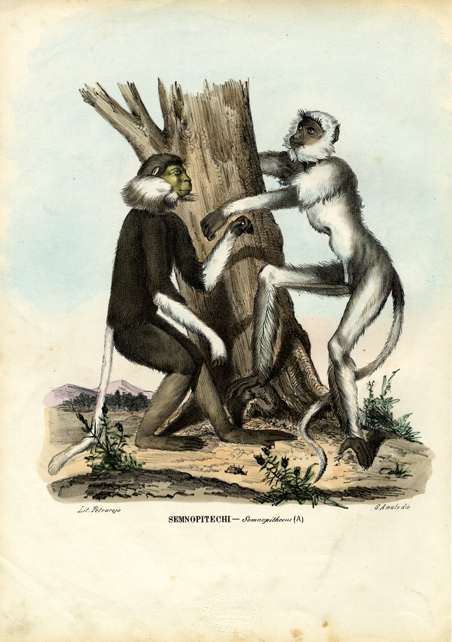 Langurs，1863-79 作者 雷蒙多·彼得罗亚