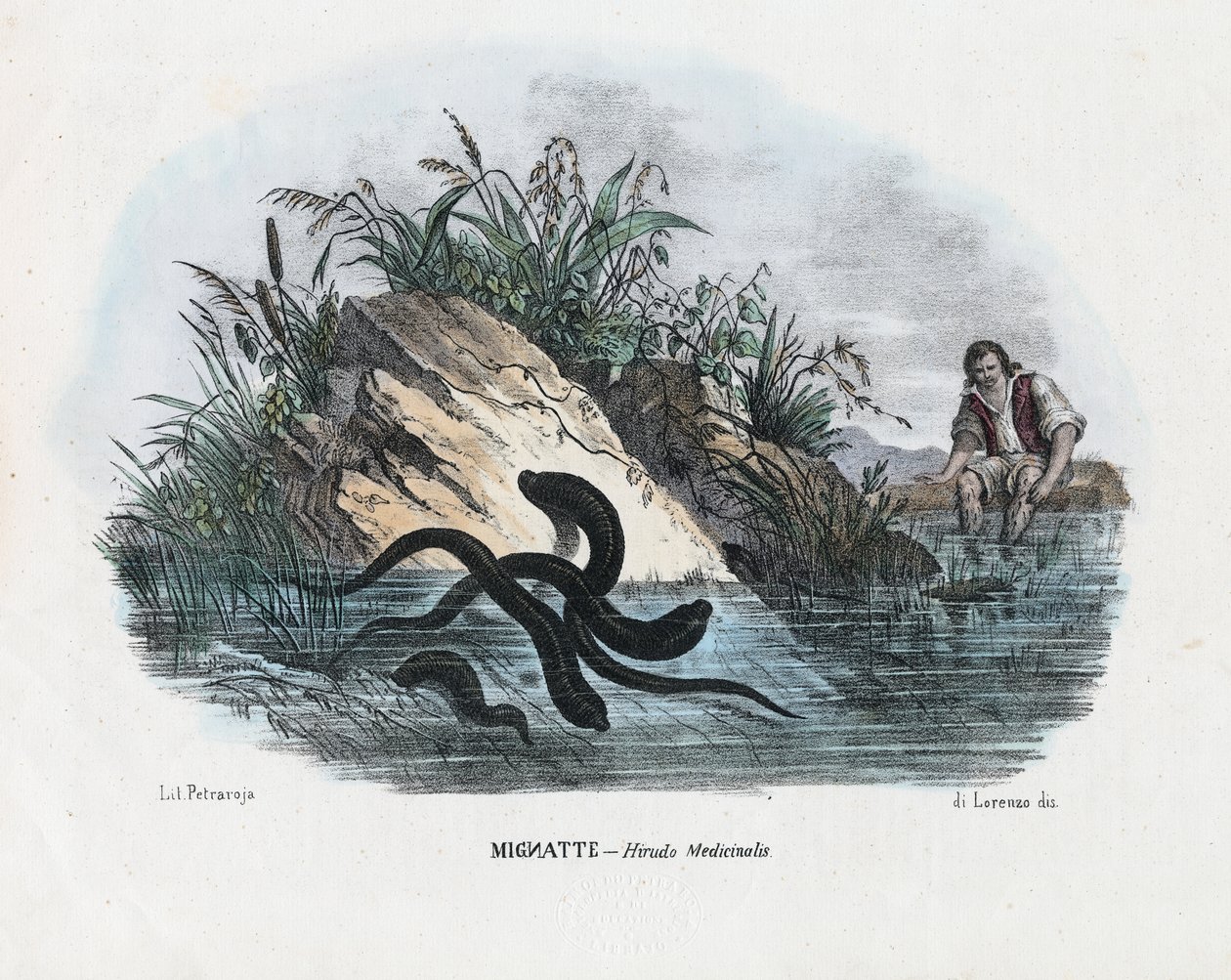 水蛭，1863-79 作者 雷蒙多·彼得罗亚