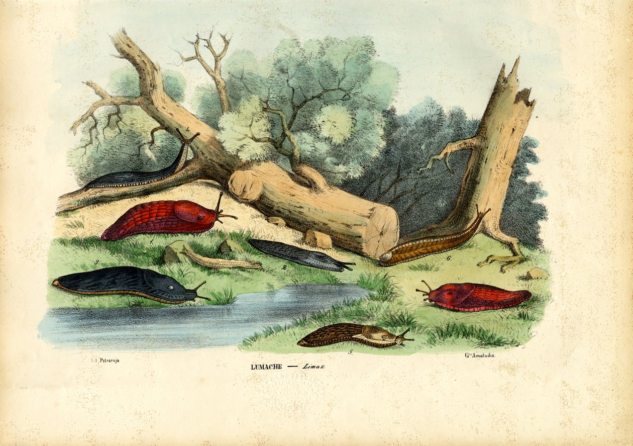 Limax蜗牛，1863-79 作者 雷蒙多·彼得罗亚