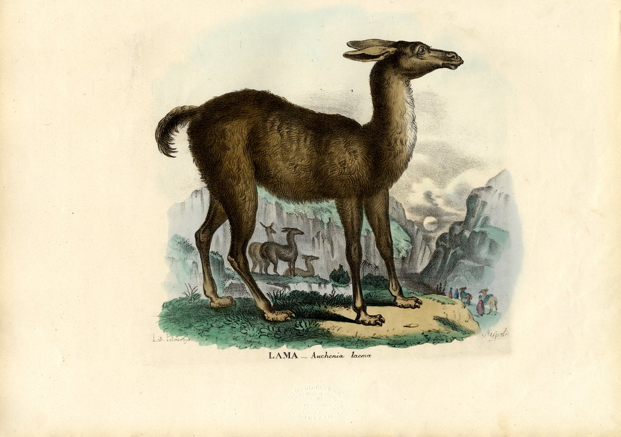 骆驼，1863-79 作者 雷蒙多·彼得罗亚