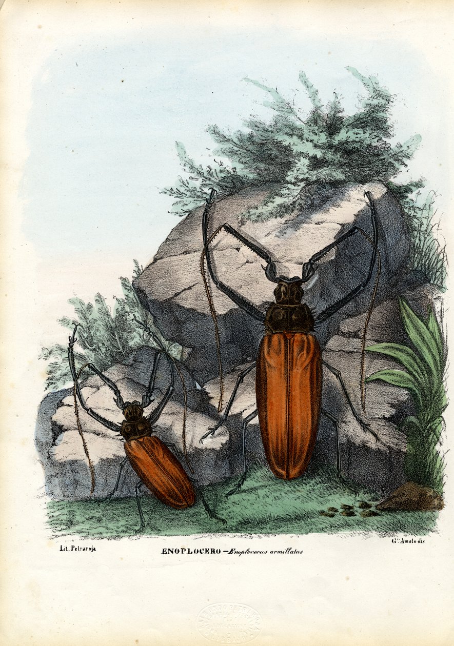 Longhorn Beetle，1863-79 作者 雷蒙多·彼得罗亚