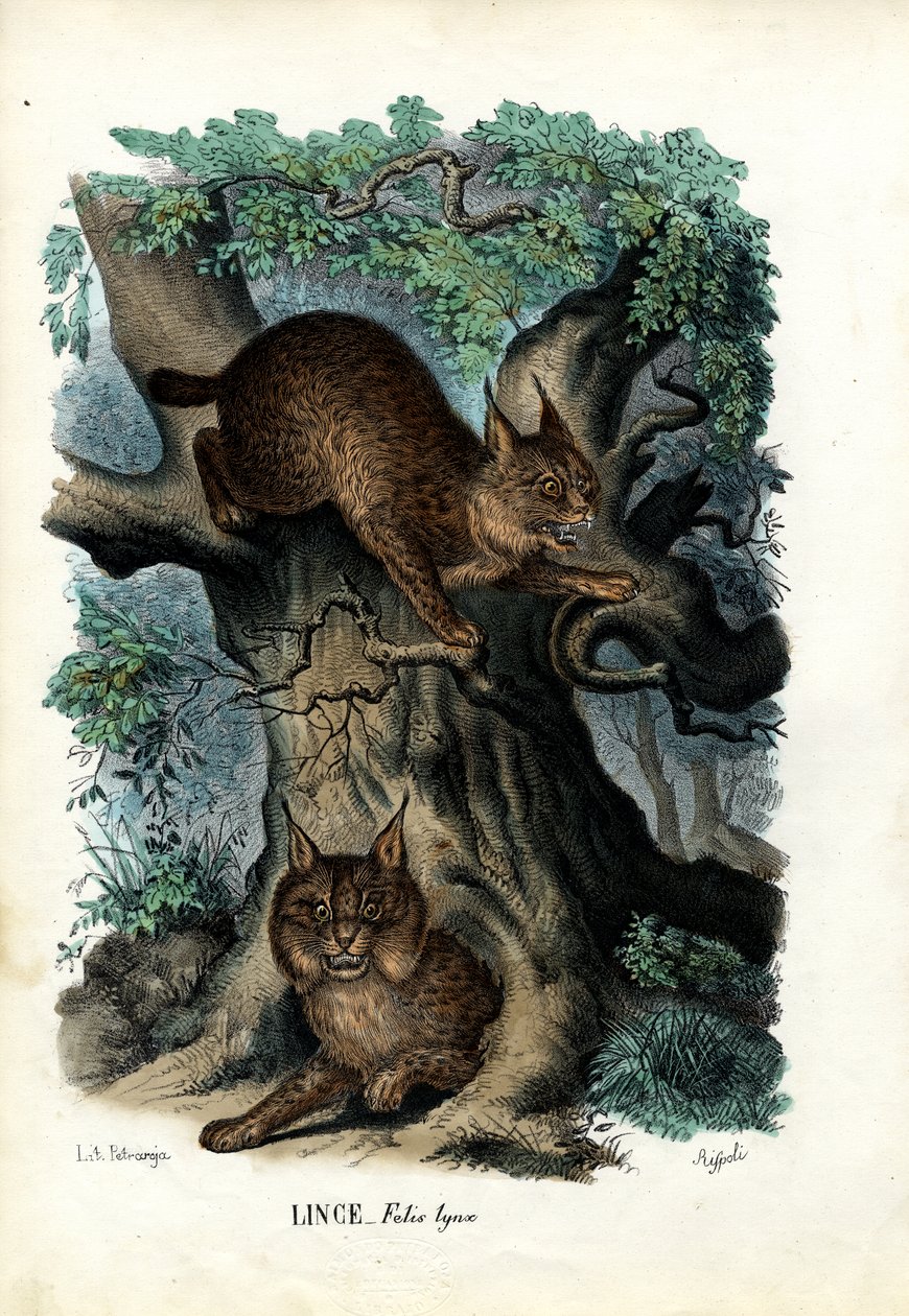 山猫，1863-79 作者 雷蒙多·彼得罗亚