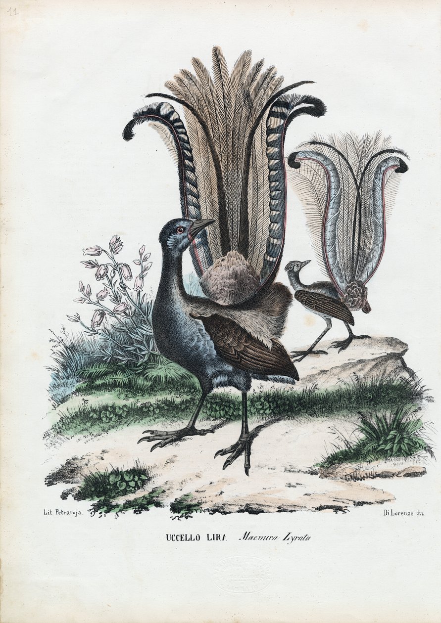 Lyrebird，1863-79 作者 雷蒙多·彼得罗亚
