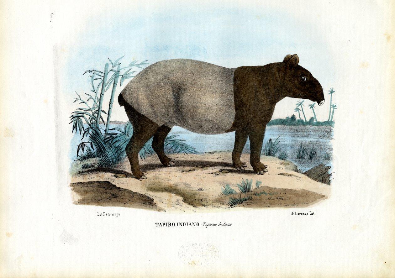 Malayan Tapir，1863-79 作者 雷蒙多·彼得罗亚