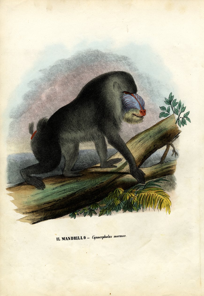 Mandrill，1863-79 作者 雷蒙多·彼得罗亚