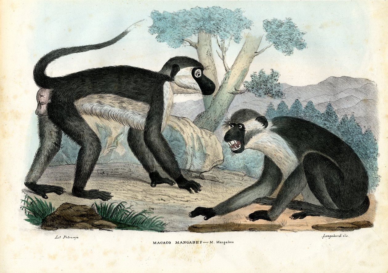 Mangabey，1863-79 作者 雷蒙多·彼得罗亚