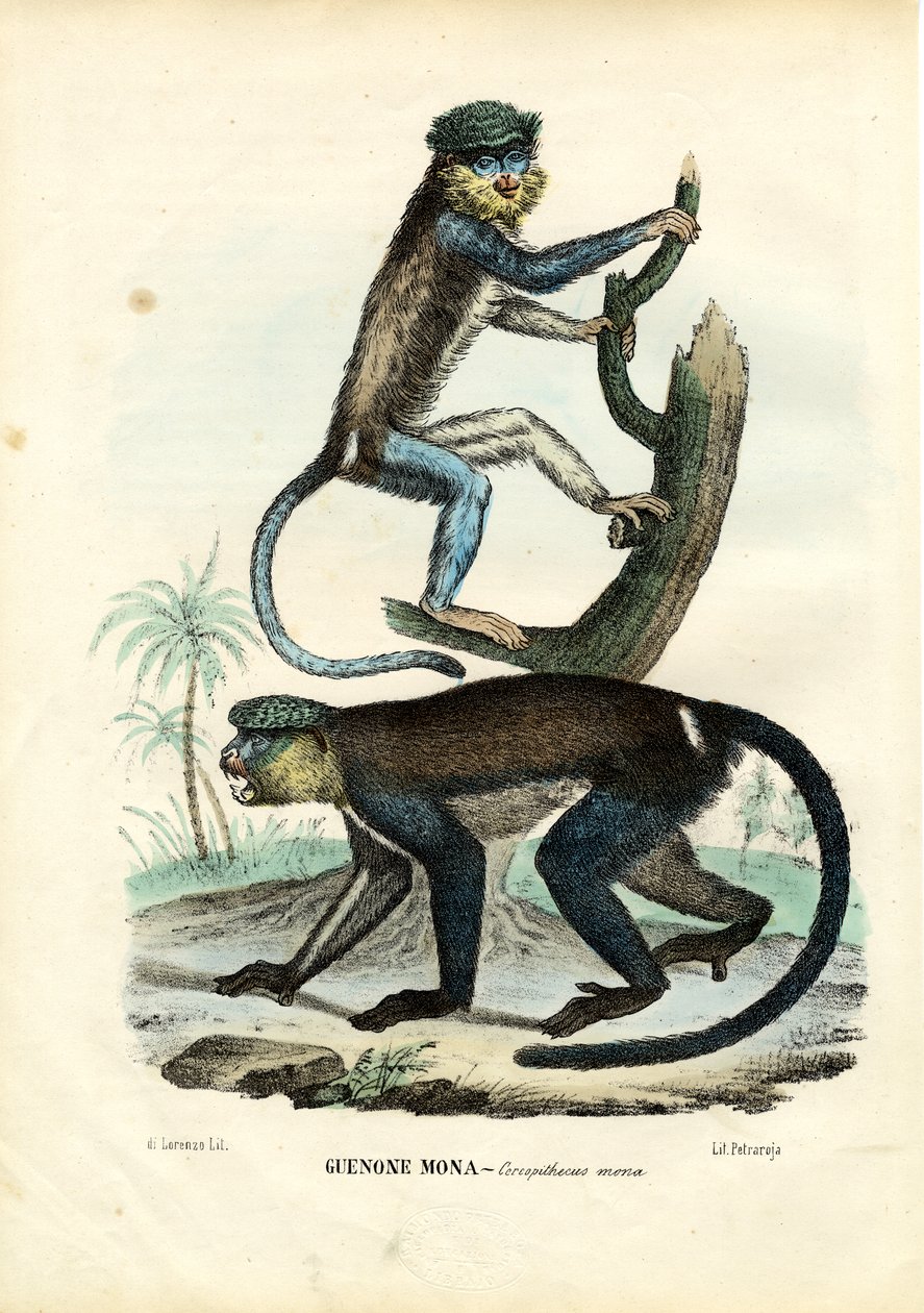 Mona Monkey，1863-79 作者 雷蒙多·彼得罗亚