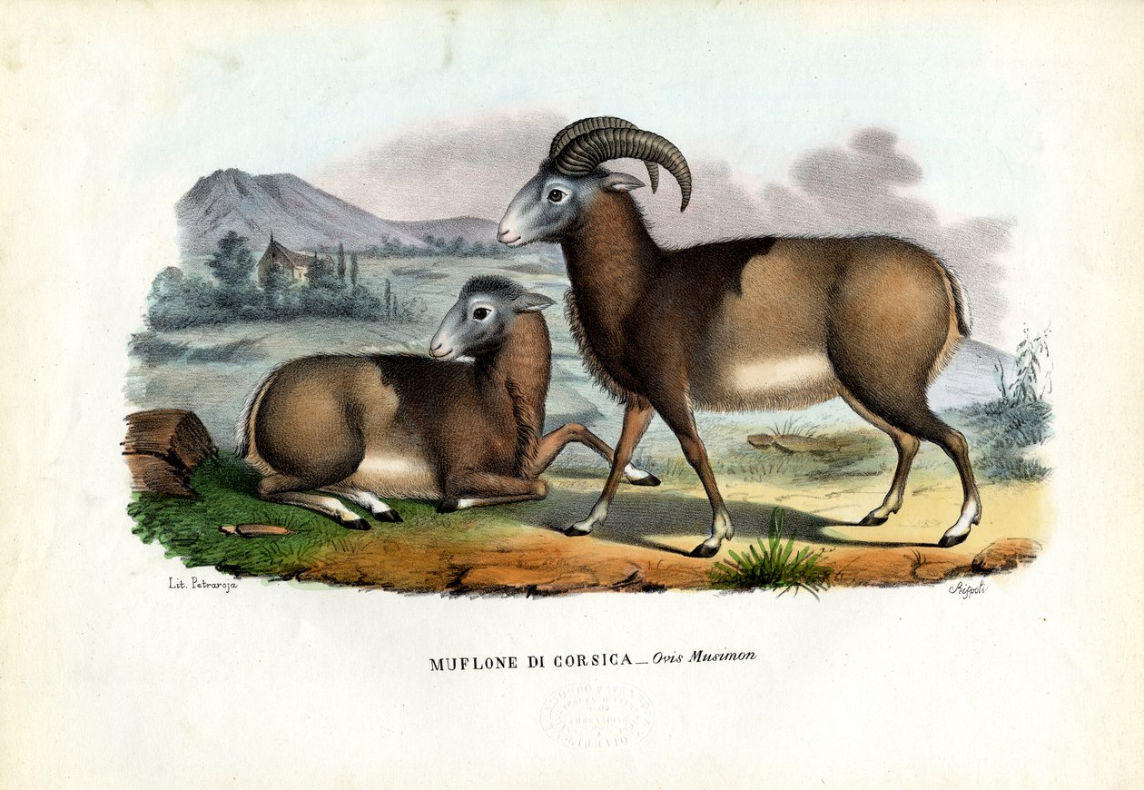 Mouflon，1863-79 作者 雷蒙多·彼得罗亚