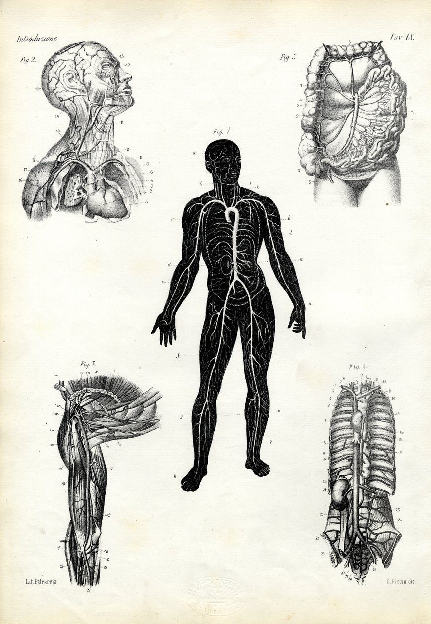 肌肉，1863-79 作者 雷蒙多·彼得罗亚