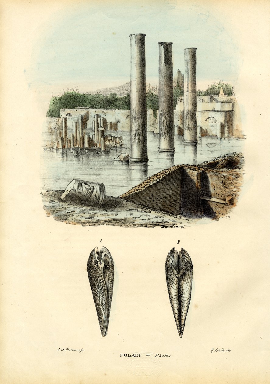 贻贝，1863-79 作者 雷蒙多·彼得罗亚