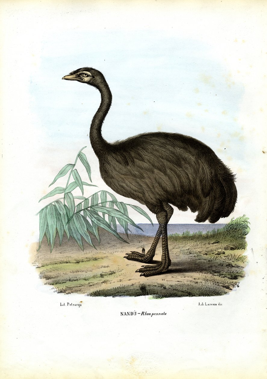 Nandu, 1863-79  作者 雷蒙多·彼得罗亚
