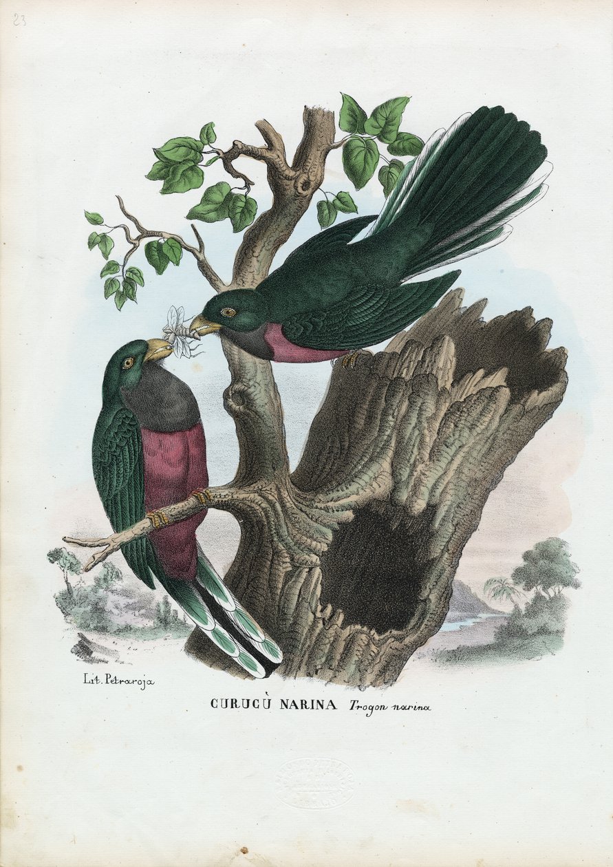 Narina Trogon，1863-79 作者 雷蒙多·彼得罗亚