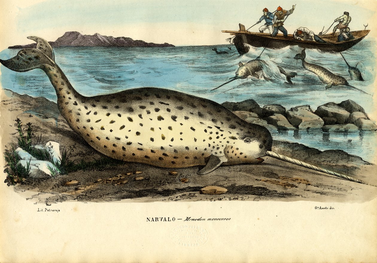 Narwhal，1863-79 作者 雷蒙多·彼得罗亚