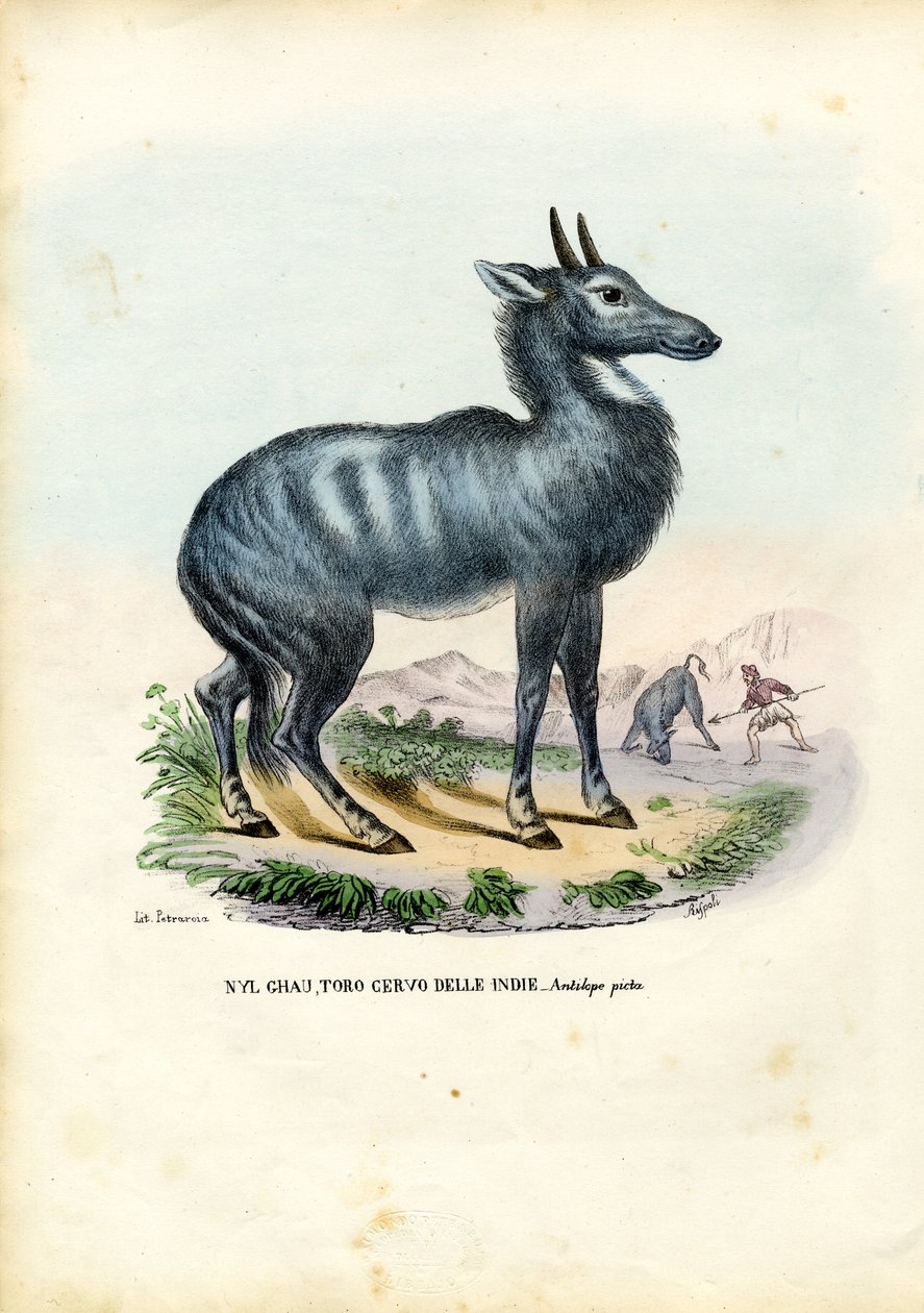 Nilgai，1863-79 作者 雷蒙多·彼得罗亚