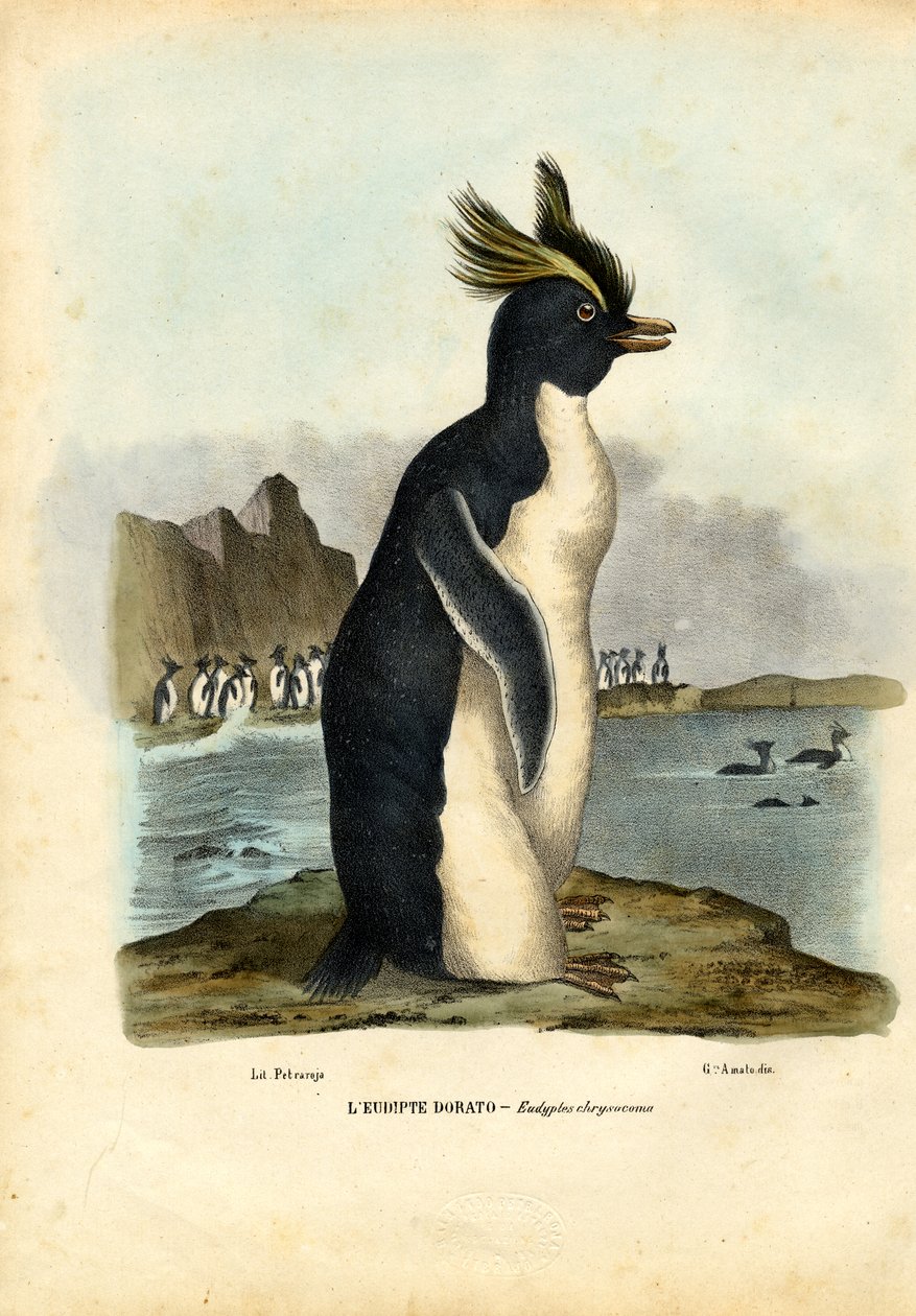 Northern Rockhopper Penguin，1863-79 作者 雷蒙多·彼得罗亚