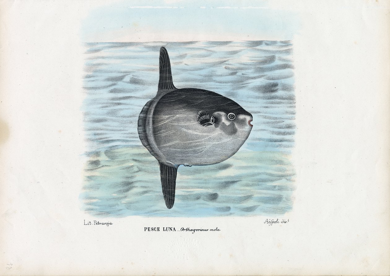 海洋翻车鱼，1863-79 作者 雷蒙多·彼得罗亚